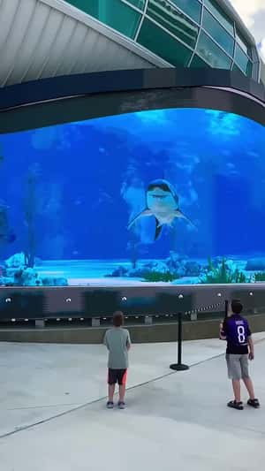 Shark Bumps and Breaks the Billboard Screen in a 3D Billboard ad of Unknown