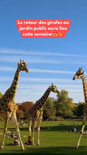 Giraffes Strolling at the Park in a fake-out-of-home ad of Quoifaireabordeaux