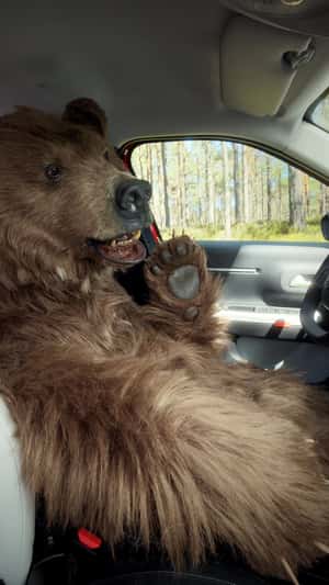 Grizzly Bear Makes Call Inside the Car in a fake-out-of-home ad of Citroën
