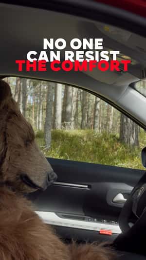 Grizzly Bear Napping in a fake-out-of-home ad of Citroën
