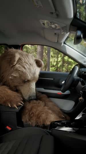 Grizzly Bear Falls Asleep in a fake-out-of-home ad of Citroën