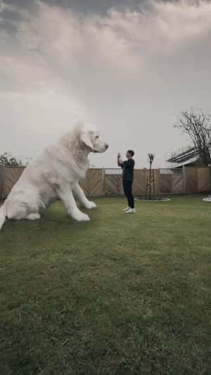 Galaxy S24 Ultra pet photography in a fake-out-of-home ad of Samsung