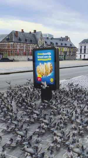 Pigeons Land on Digital Ad in a fake-out-of-home ad of Lidl