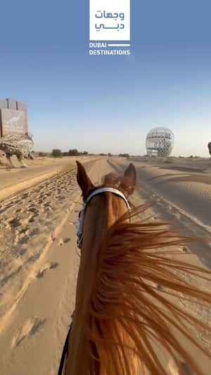 Giant Birds Running on Desert Road in a fake-out-of-home ad of BrandDubai