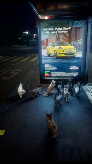 Cats Gather at Bus Shelter Ad in a fake-out-of-home ad of Ford
