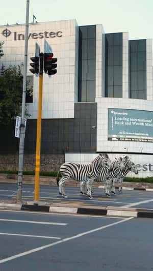 Zebras Crossing the Street in a fake-out-of-home ad of Investec