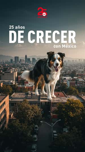 Pet Food Delivered From the Sky in a fake-out-of-home ad of Royal Canin