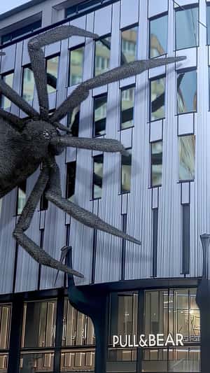 Black Spider Crawls at Store in fake-out-of-home ad by Pull&Bear