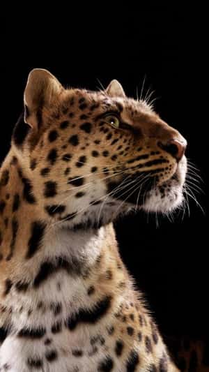 Panther Tail and Paws Peek at Stores in a fake-out-of-home ad of Cartier