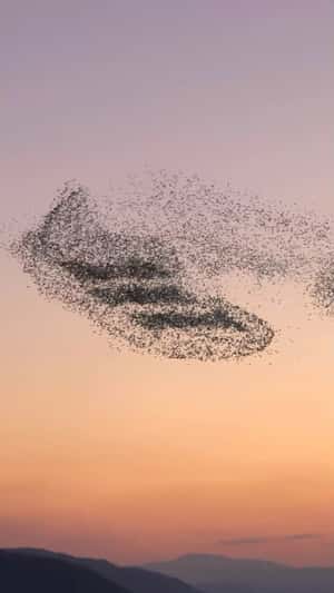 Starlings formation fake out of home ad of Adidas