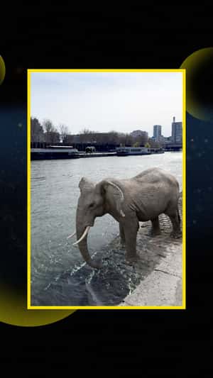 France Télévisions Wild Animals Take Over Paris in a fake-out-of-home ad of France Télévisions
