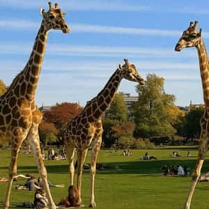 Giraffes Strolling at the Park in a fake-out-of-home ad of Quoifaireabordeaux