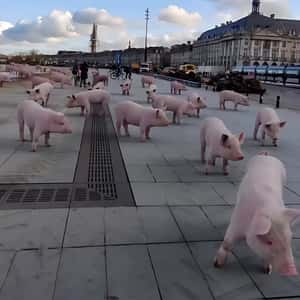 Pigs Roaming at the Square in a fake-out-of-home ad of Quoifaireabordeaux