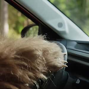 Grizzly Bear’s Paw Touching Car’s Surface in a fake-out-of-home ad of Citroën