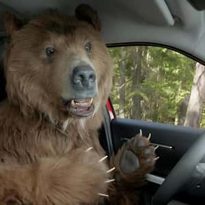 Grizzly Bear Taking Video in a fake-out-of-home ad of Citroën