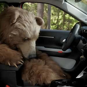 Grizzly Bear Falls Asleep in a fake-out-of-home ad of Citroën