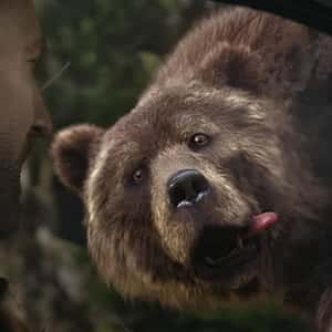 Grizzly Bears Chasing the Car in a fake-out-of-home ad of Citroën