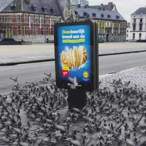 Pigeons Land on Digital Ad in a fake-out-of-home ad of Lidl