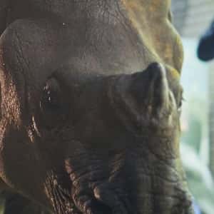Rhinoceros Walking on the Street in a fake-out-of-home ad of Netflix