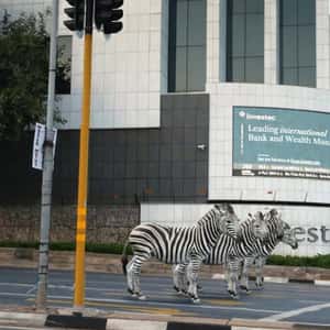 Zebras Crossing the Street in a fake-out-of-home ad of Investec
