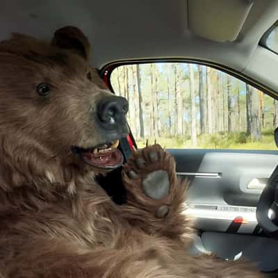 Grizzly Bear Makes Call Inside the Car in a fake-out-of-home ad of Citroën