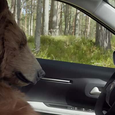 Grizzly Bear Napping in a fake-out-of-home ad of Citroën