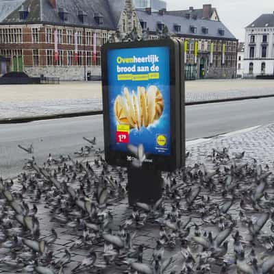 Pigeons Land on Digital Ad in a fake-out-of-home ad of Lidl