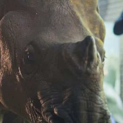 Rhinoceros Walking on the Street in a fake-out-of-home ad of Netflix