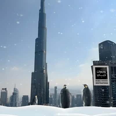 Penguins on Frozen Dam and Pool in a fake-out-of-home ad of BrandDubai