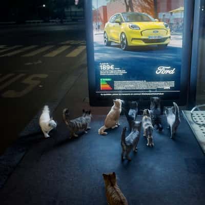 Cats Gather at Bus Shelter Ad in a fake-out-of-home ad of Ford