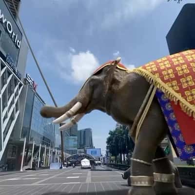 Elephant Drops Phones from Cage in a fake-out-of-home ad of CASETiFY