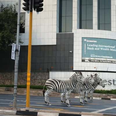 Zebras Crossing the Street in a fake-out-of-home ad of Investec