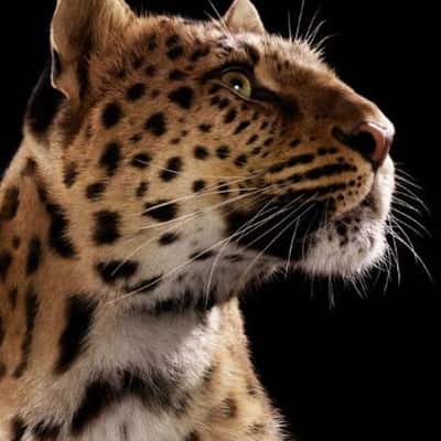 Panther Tail and Paws Peek at Stores in a fake-out-of-home ad of Cartier